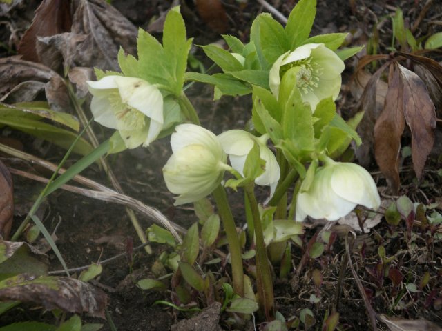 helleborus caucasicus